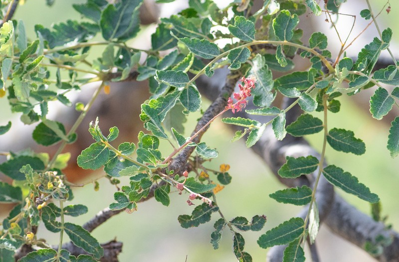 Boswellia scopulorum photo 2