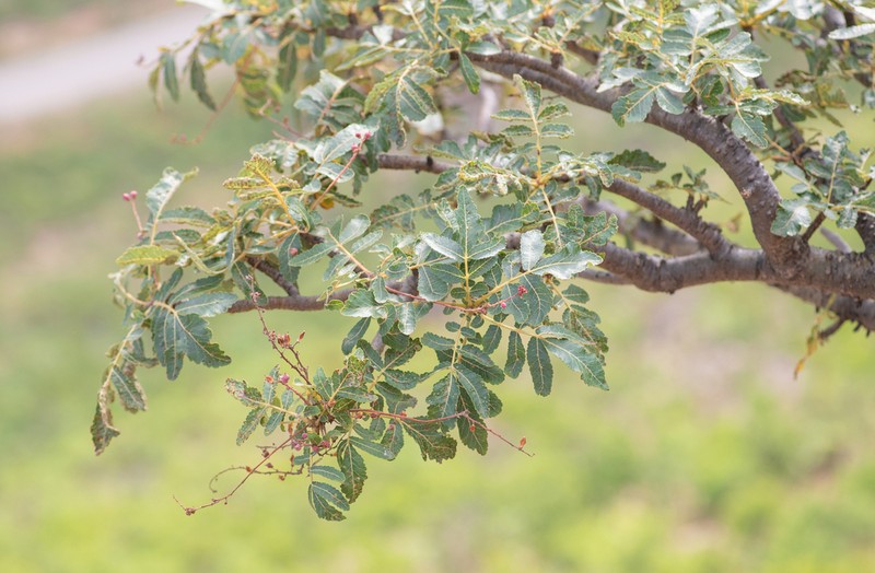 Boswellia scopulorum photo 3