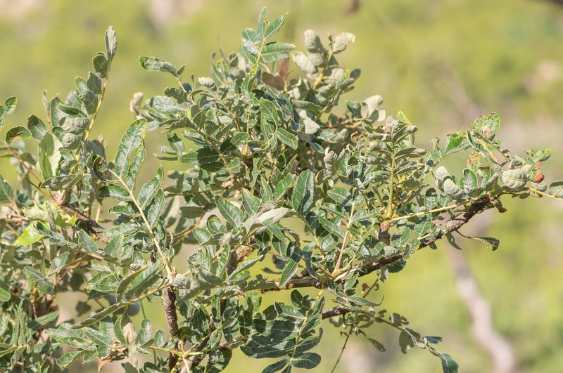 Boswellia scopulorum photo 4