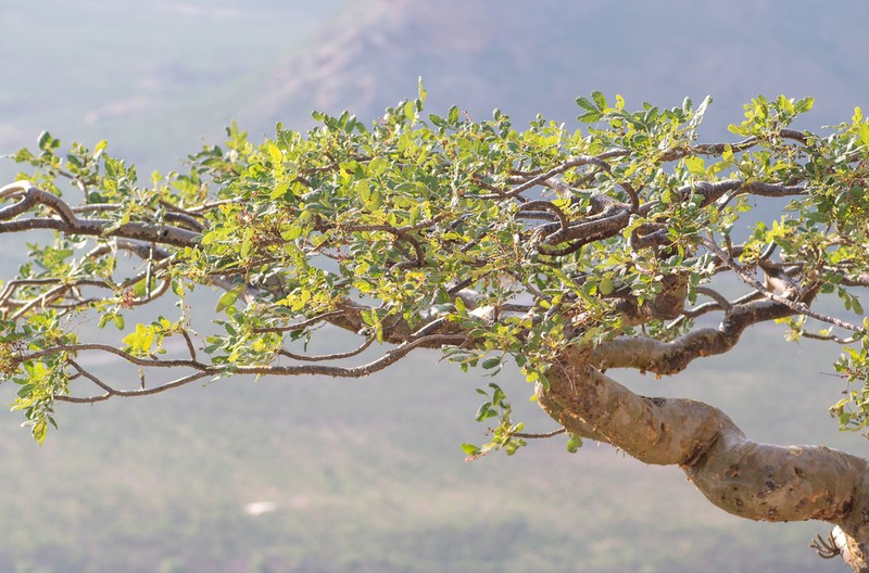 Boswellia scopulorum photo 5
