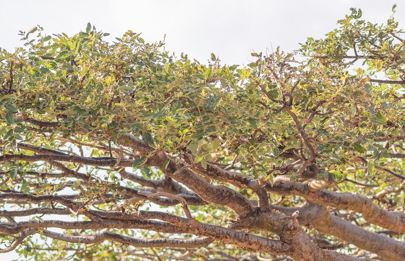 Boswellia scopulorum photo 6
