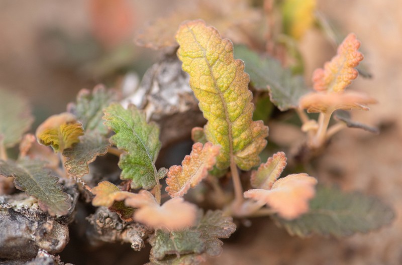 Boswellia scopulorum photo 7