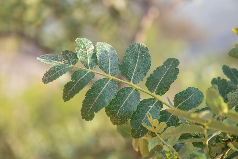 Boswellia scopulorum photo 8