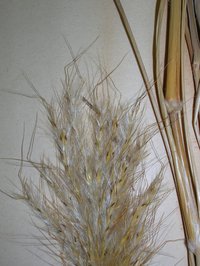 Cane Bluestem
