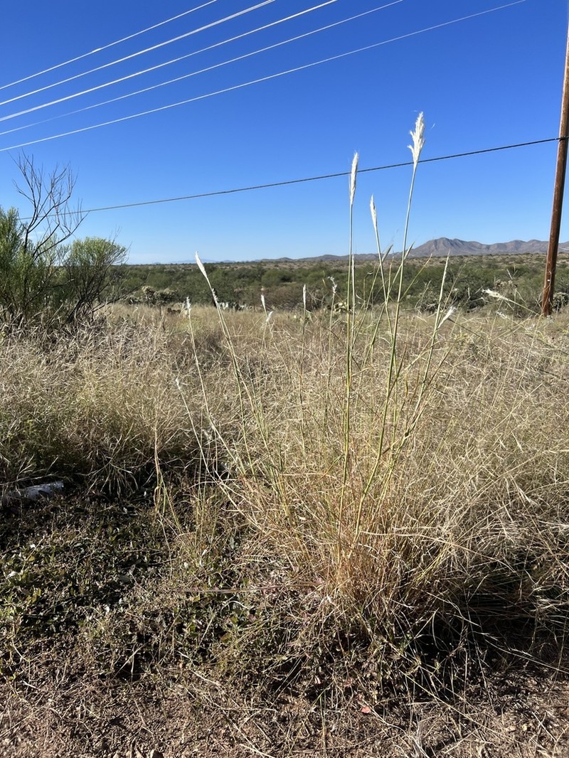 Cane Bluestem photo 2