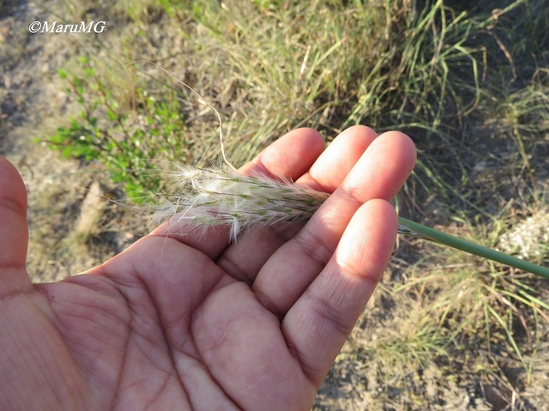 Cane Bluestem photo 3