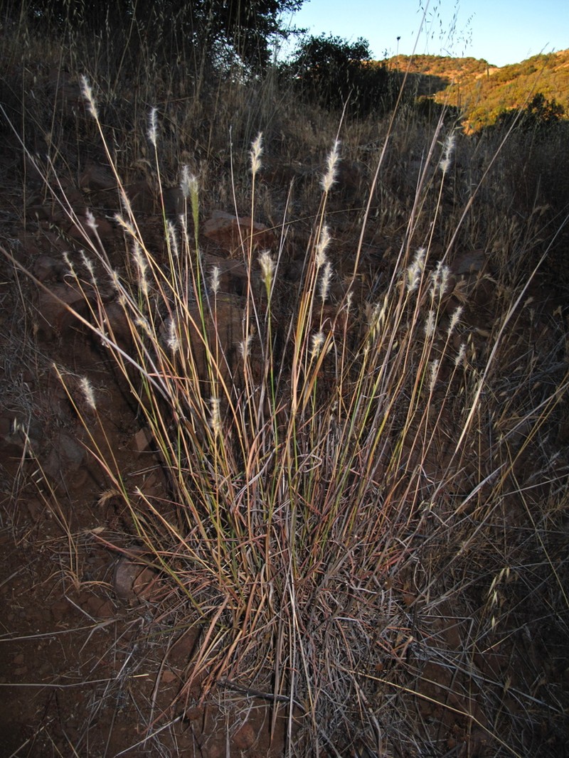Cane Bluestem photo 4