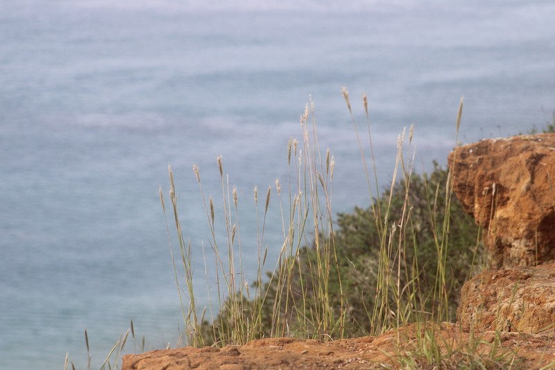 Cane Bluestem photo 6