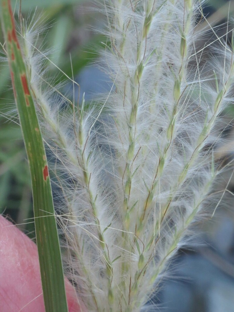 Cane Bluestem photo 7