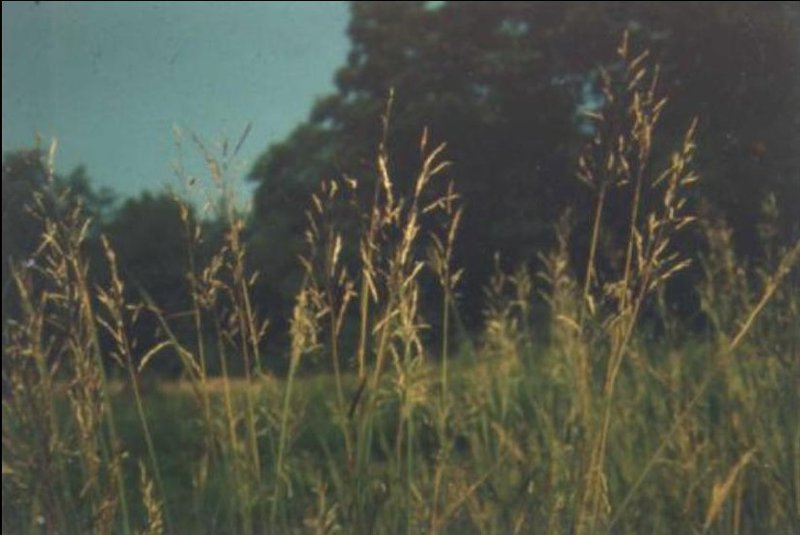 Caucasian Bluestem photo 2