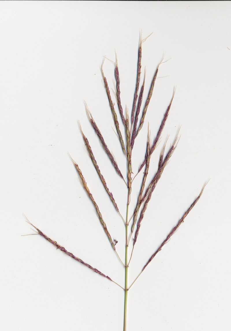 Caucasian Bluestem photo 3