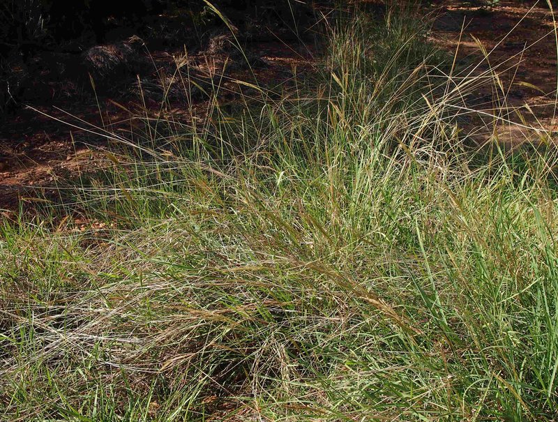 Caucasian Bluestem photo 4