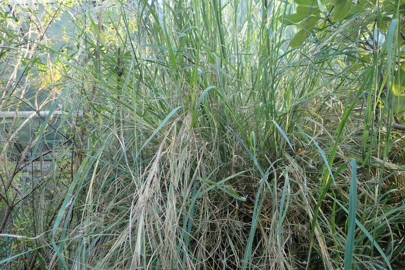 Caucasian Bluestem photo 5