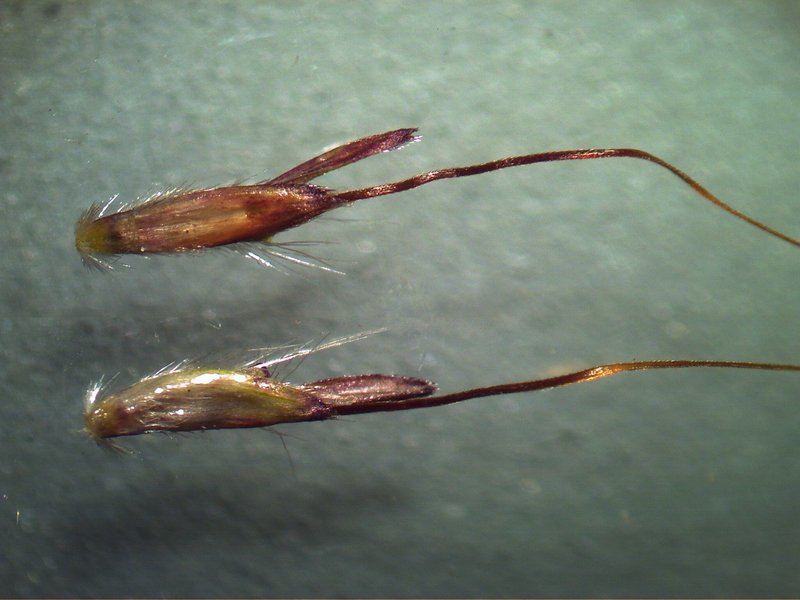 Caucasian Bluestem photo 6