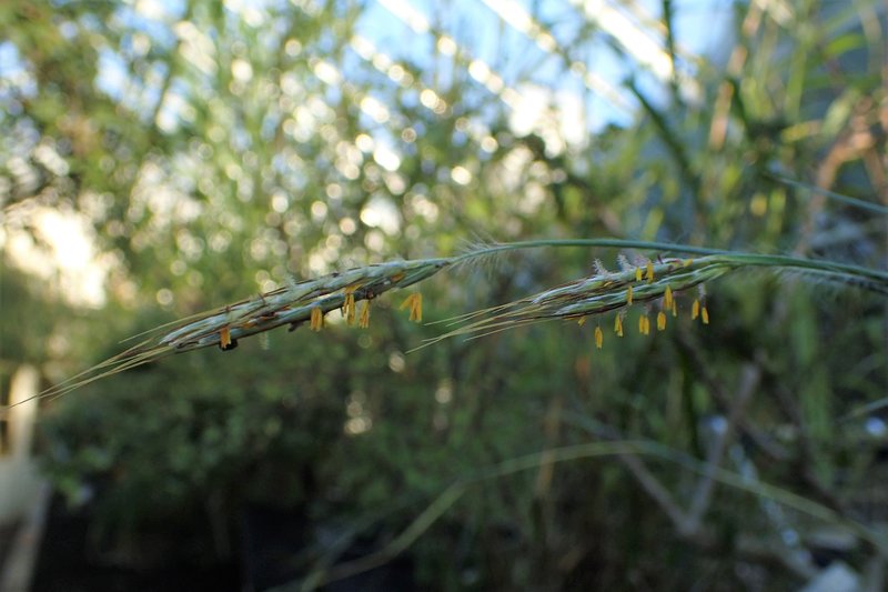 Caucasian Bluestem photo 7