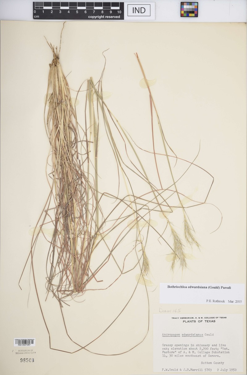 Edwards Plateau Beardgrass