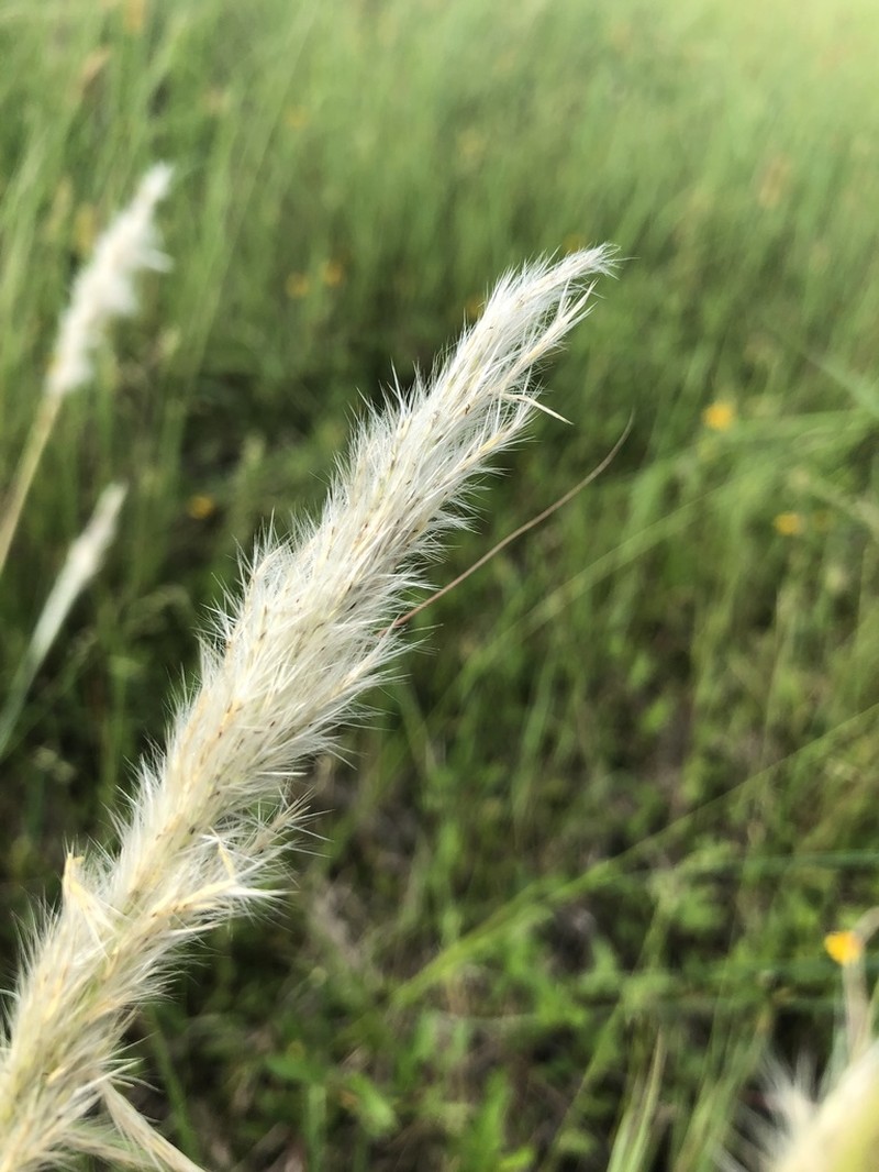 Awnless Beardgrass photo 2