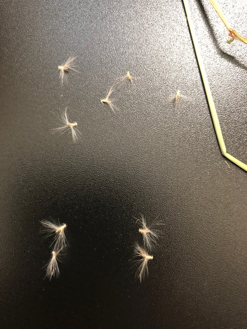 Awnless Beardgrass photo 4