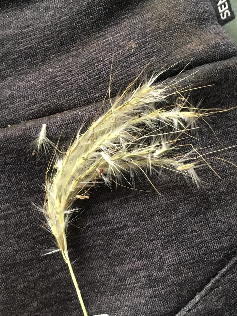 hybrid beardgrass