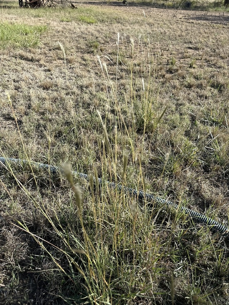 hybrid beardgrass photo 2