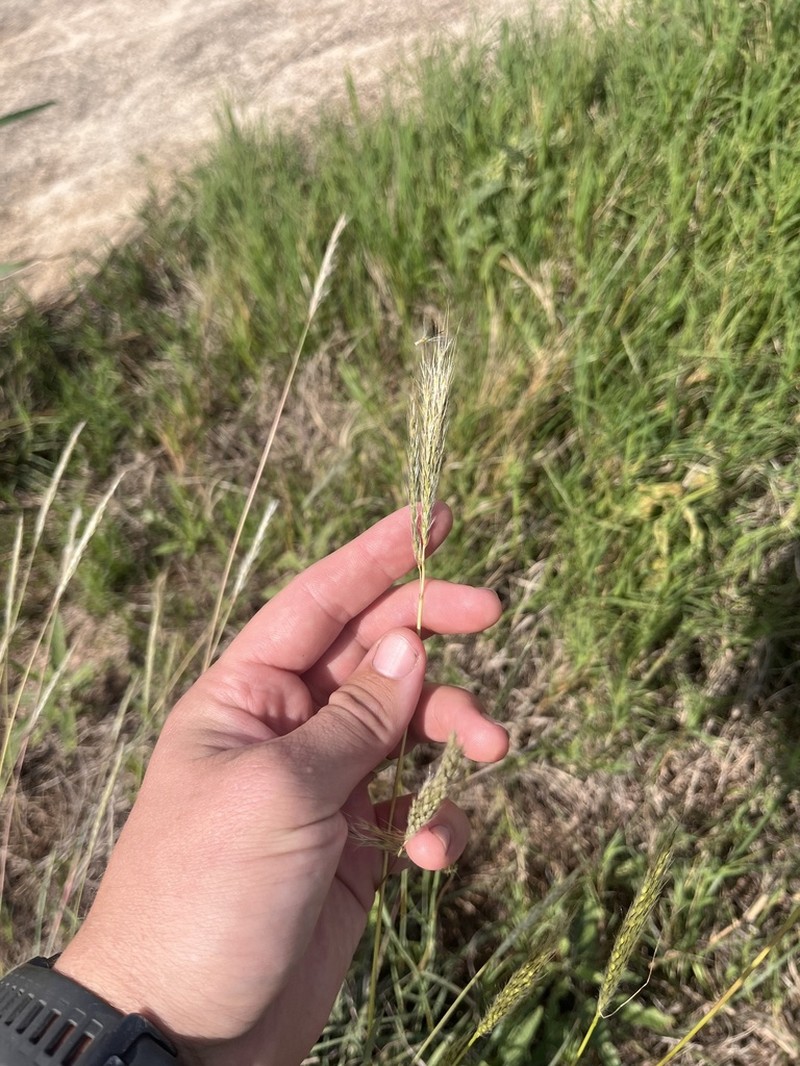 hybrid beardgrass photo 3