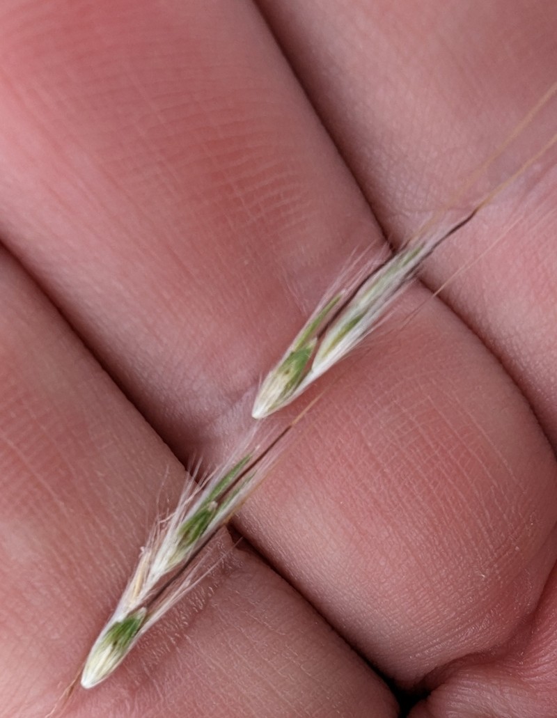 hybrid beardgrass photo 4