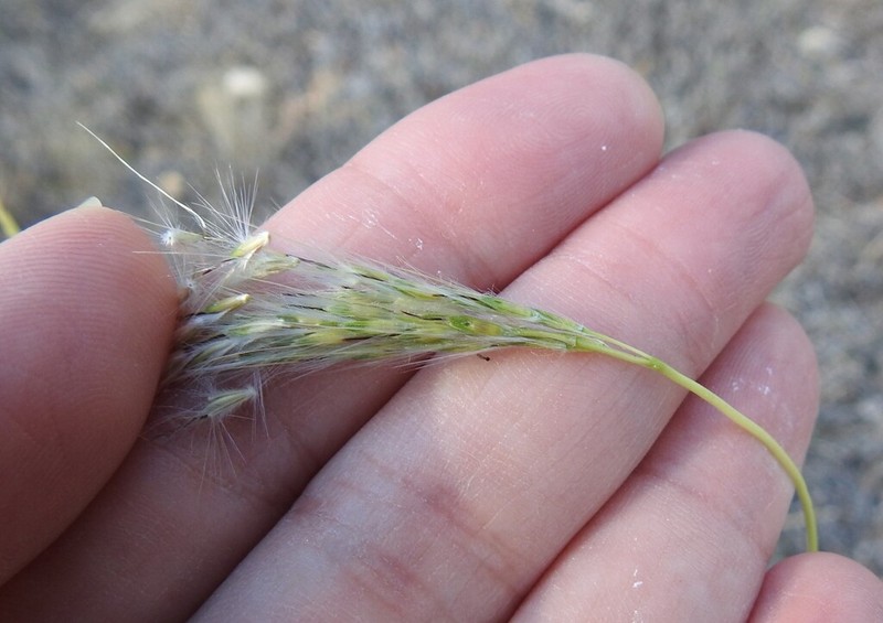 hybrid beardgrass photo 5