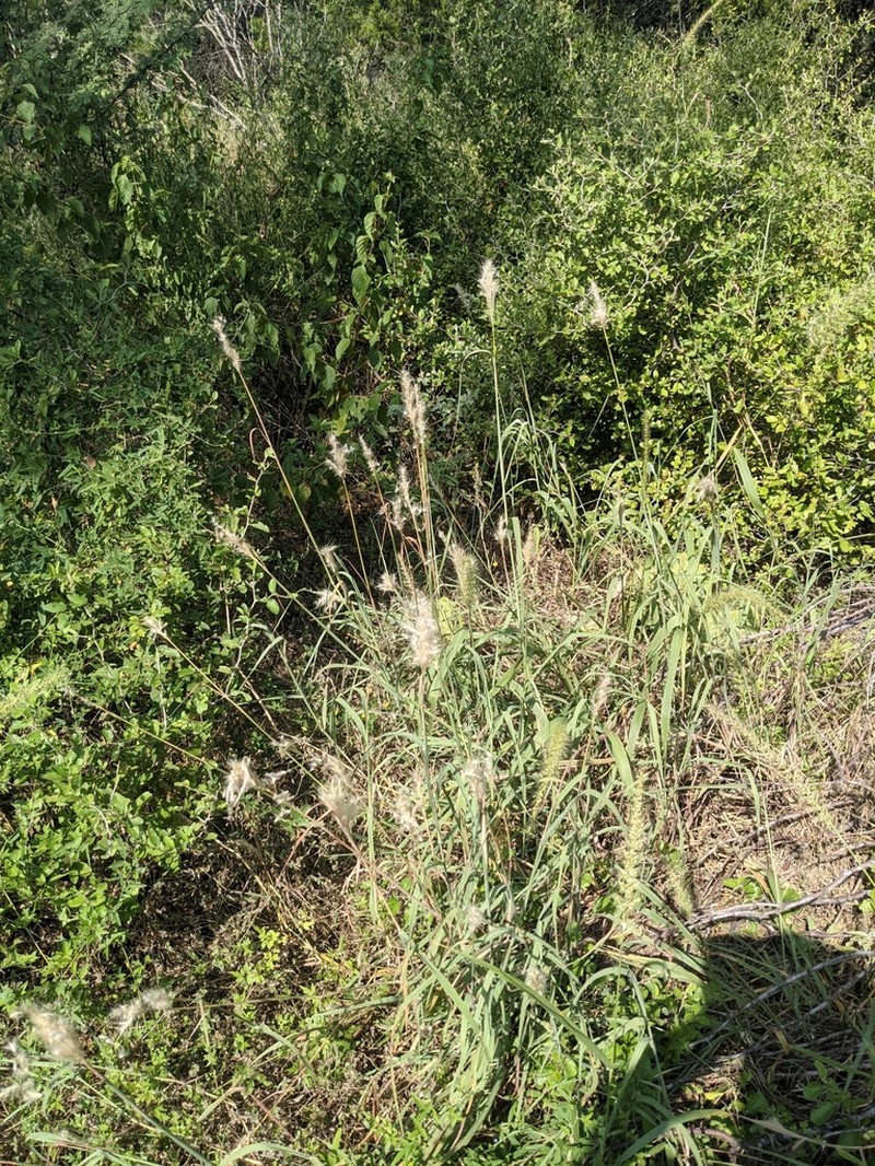 hybrid beardgrass photo 6