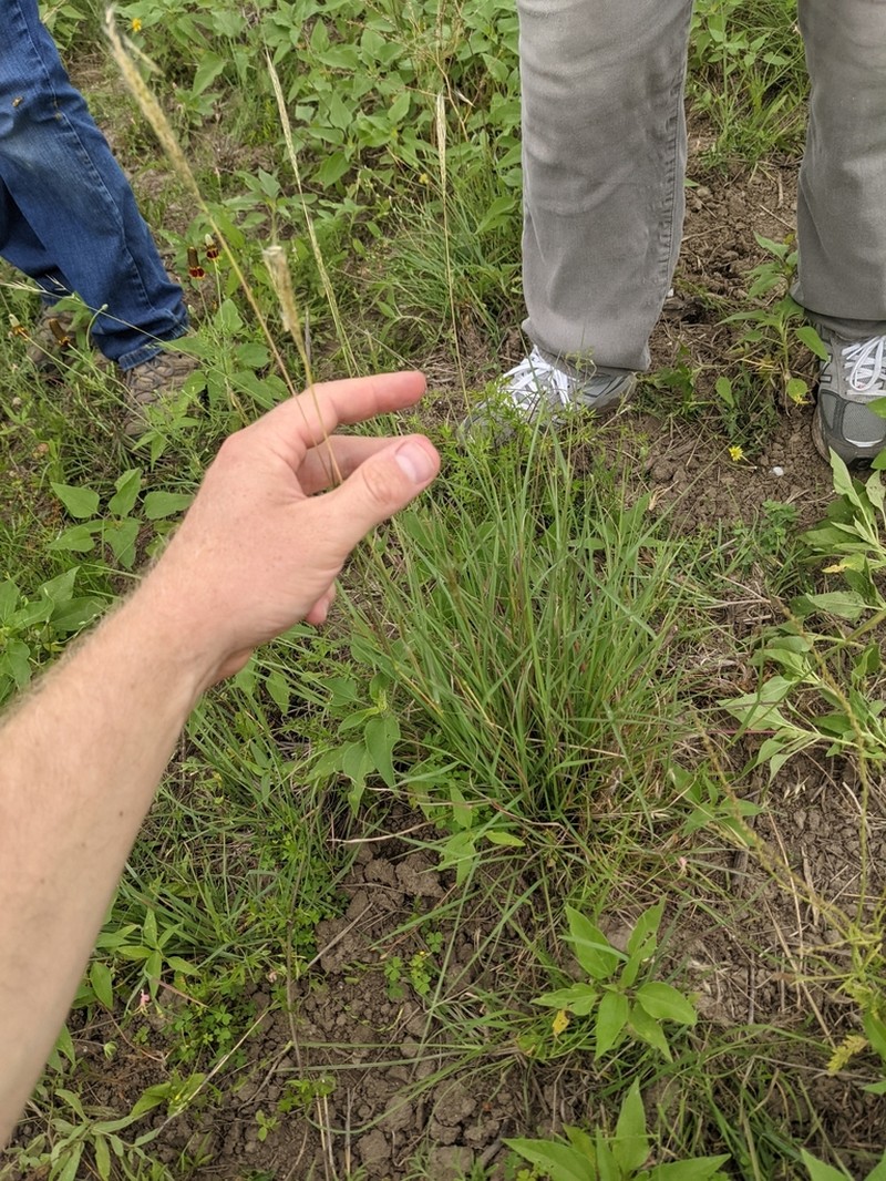 hybrid beardgrass photo 7