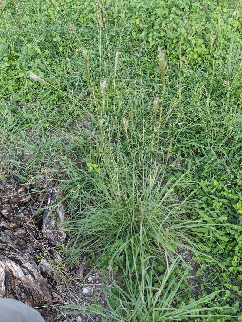 hybrid beardgrass photo 8