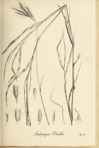 Sweetpitted Grass