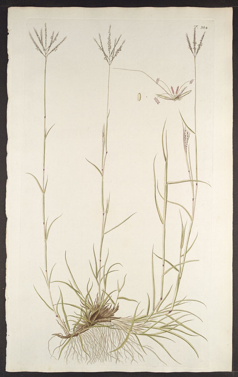 Yellow Bluestem photo 5