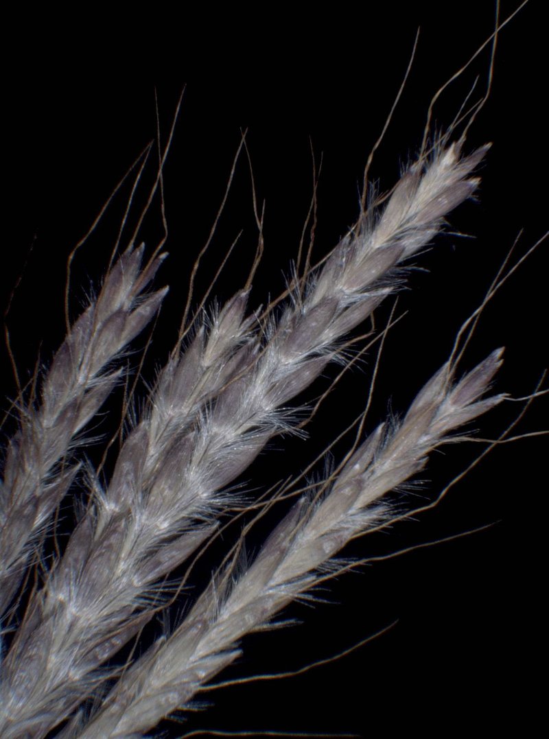 Yellow Bluestem photo 6