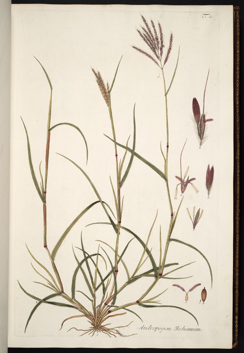 Yellow Bluestem photo 3