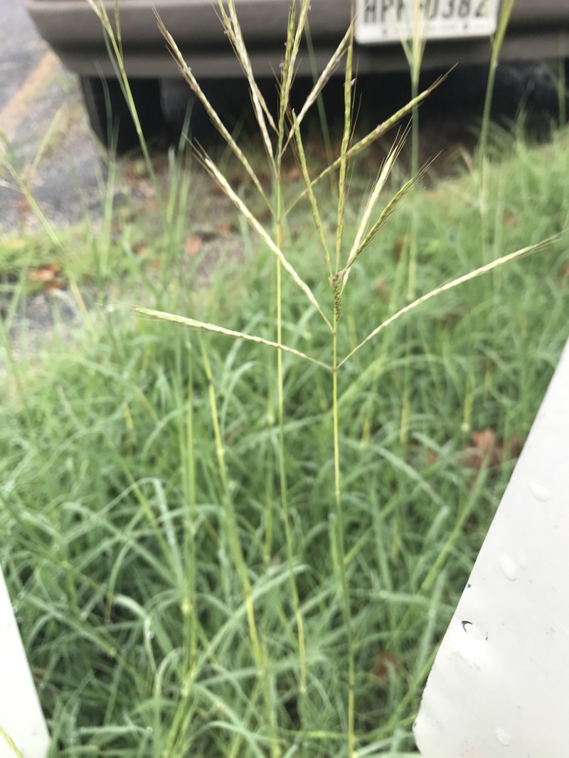 Yellow Bluestem photo 4