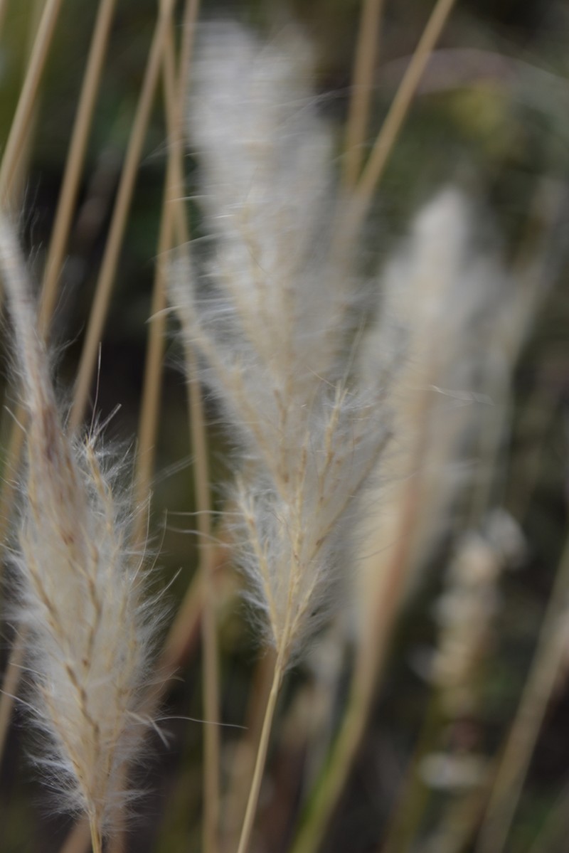 Silver Beardgrass photo 2