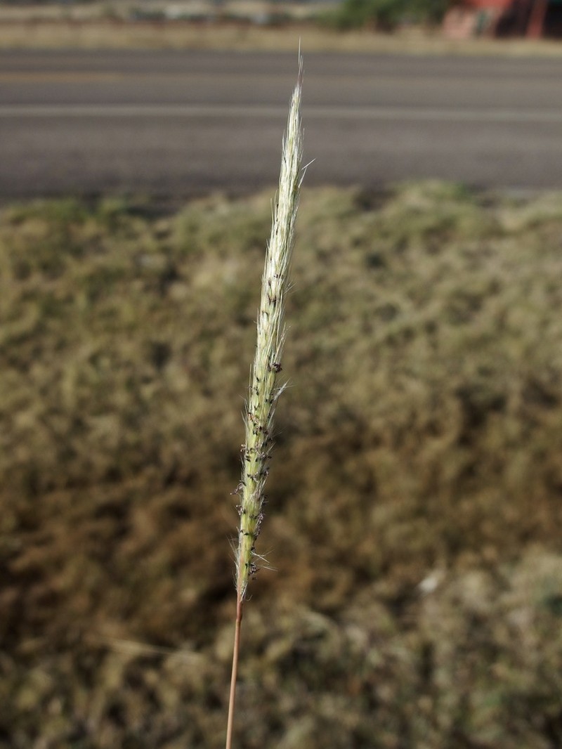 Silver Beardgrass photo 3