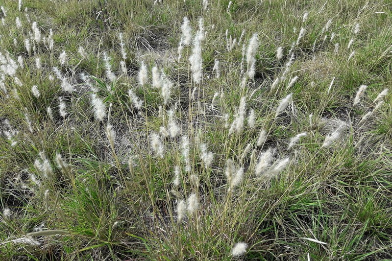 Silver Beardgrass photo 4