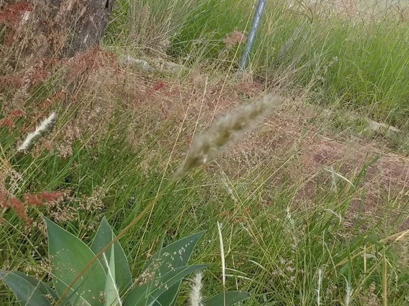Silver Beardgrass photo 5