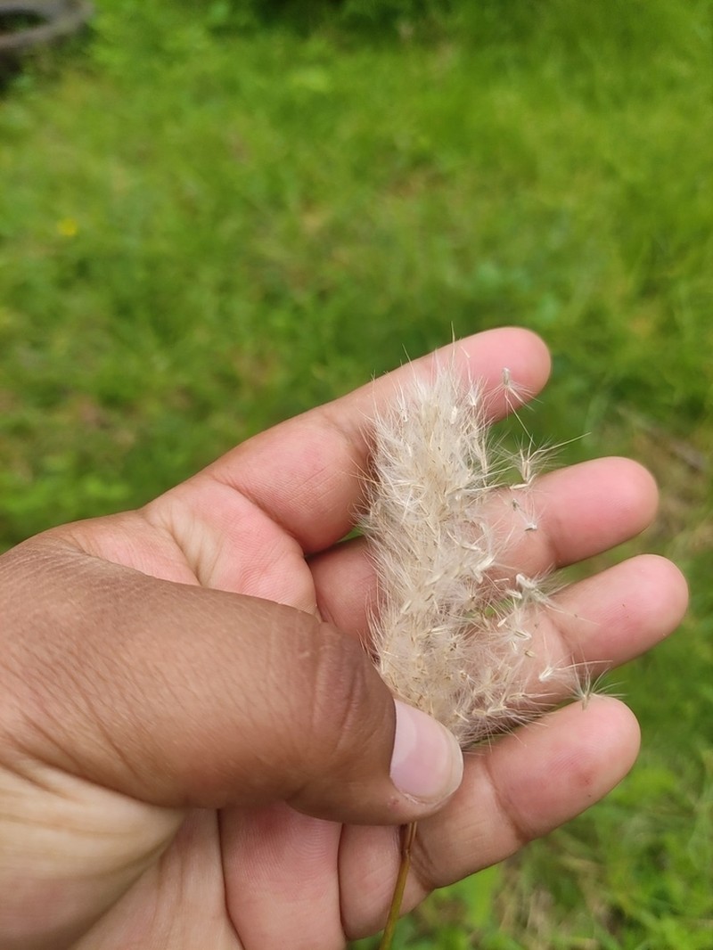 Silver Beardgrass photo 6