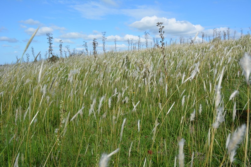 Silver Beardgrass photo 7