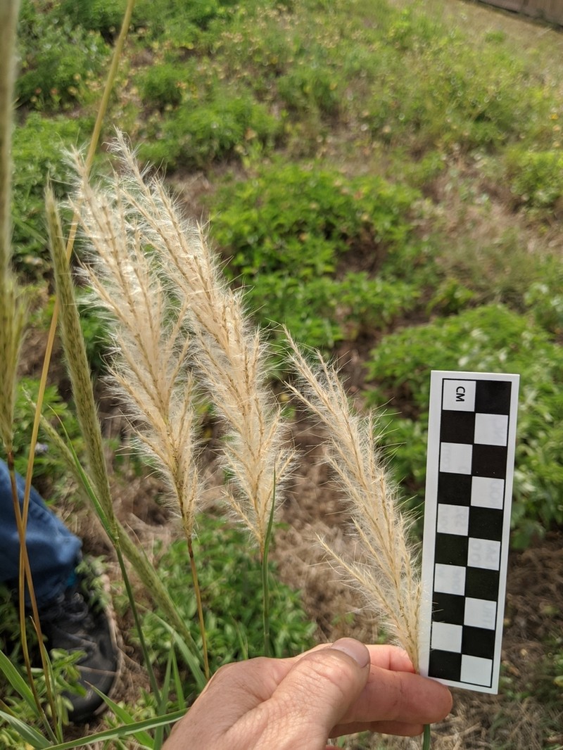 Longspike Beardgrass