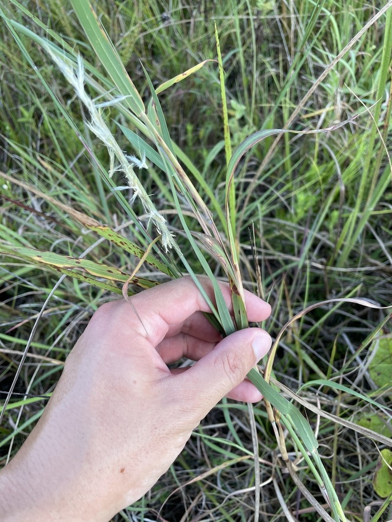 Longspike Beardgrass photo 2