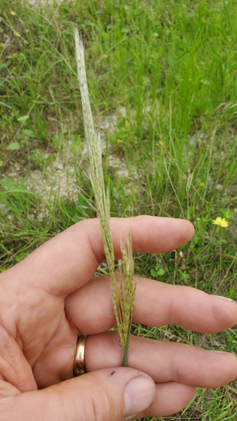 Longspike Beardgrass photo 3