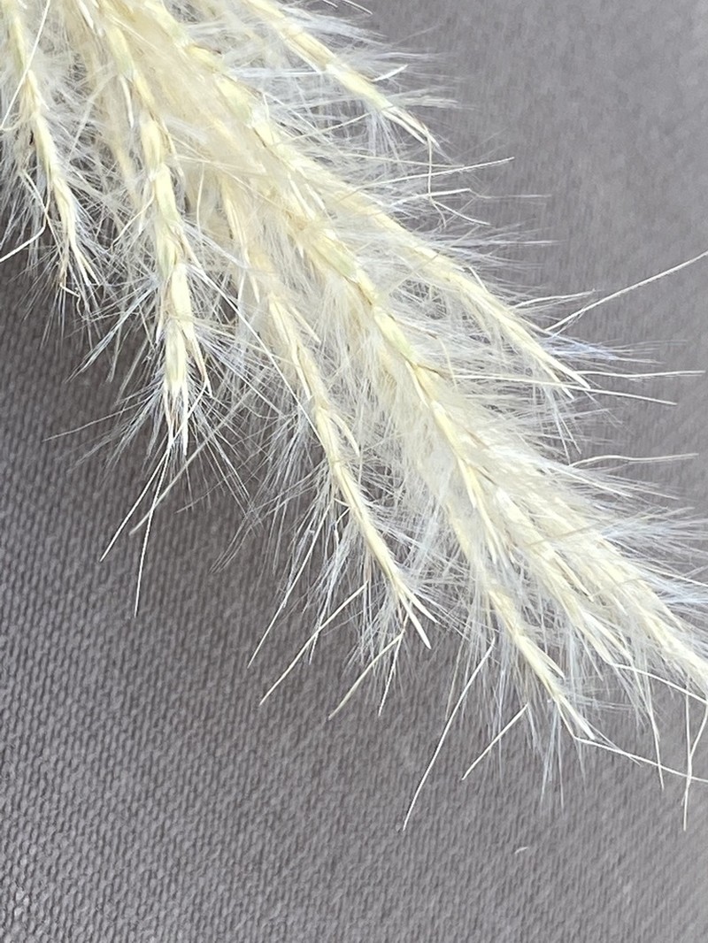 Longspike Beardgrass photo 4