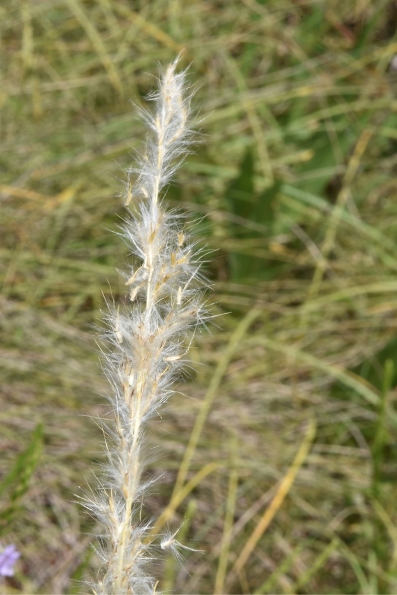 Longspike Beardgrass photo 5