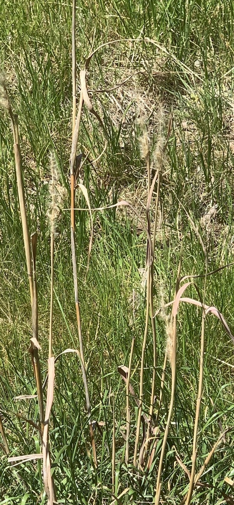 Longspike Beardgrass photo 6