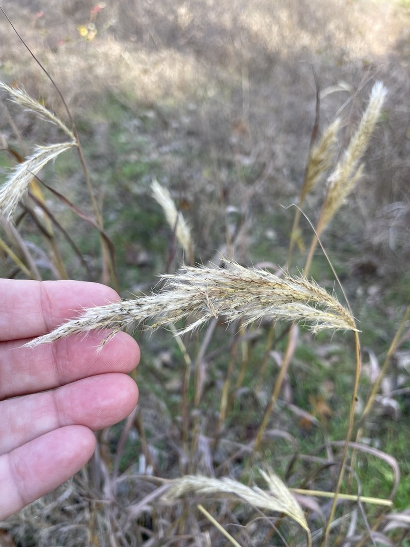 Longspike Beardgrass photo 7