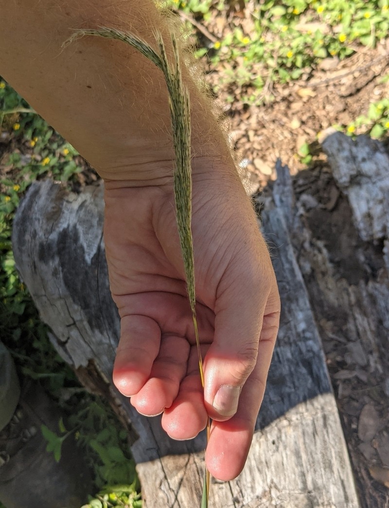 Longspike Beardgrass photo 8