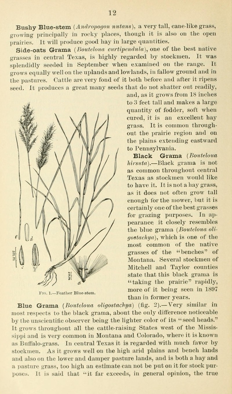 Longspike Beardgrass